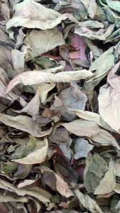 Daun Afrika Kering: Obat Anti Jamur & Bakteri & Mengobati Diabetes