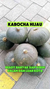 Kabocha hijau murah berkualitas