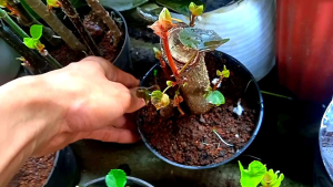 Tanaman Hias Waru Variegata Stek batang Original Garansi Tumbuh
