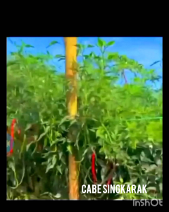 Benih Cabe Keriting tinggi 2 meter 10 gr