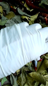 มอด สมุนไพรไล่มอด ไล่มอดในข้าวสาร (20กรัม)