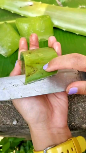 ใบว่านหางจระเข้ สด ออแกนิก ไร้สารเคมี เนื้อวุ้นเยอะ เเน่นๆ 6.5 Kg 100 บาท พันธุ์บาร์บาเดนซิส คละไซด์ ว่านหางจระเข้ - Lazada