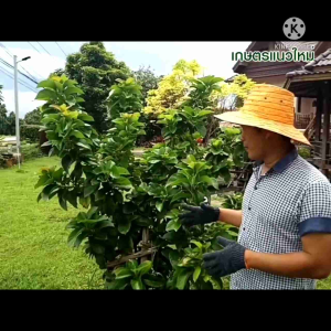 บำรุงดิน คุณสามารถใช้ได้กับไม้ผล ไม้ดอก ผัก และพืชทุกชนิด โดยปรับสภาพดินของเรากับประสิทธิภาพให้ดี