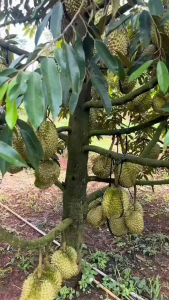 Agro City Durian FruitMax | Baja Khas Durian Berbuah Lebat | Buah Lebih Besar | Hasil Lebih Tinggi | Premium Fertilizer