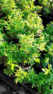 ต้นเซียนเช่า หรือต้นพรหมจรรย์ ไม้มงคล