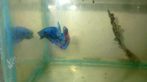 IKAN LAGA HIDUP sesuai untuk dijadikan hobi. Ia mampu menenangkan fikiaran Dan mampu megurangkan tekanan. KAEDAH PENJAGAAN ✅Tidak memelukan oksigen ✅Pastikan air bebas clorin ✅air perlu ditukar sekurang² semingu sekali  ✅Beri makan palet 3-5 biji sehari