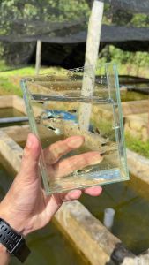 White Tuxedo Guppy 1 pair | 2 pair | 3 pair