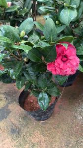 ดอกสีแดงกลีบเรียง ลำต้นอวบ 50-60cm ดอกคามิเลีย (Camellia) หรือที่รู้จักกันในชื่อ "ดอกสึบากิ" ในภาษาญี่ปุ่น หรือ "แต้ฮั้งฮวย" ในภาษาจีน        ดอกคามิเลียเป็นไม้ดอกในสกุลชา (Theaceae) มีถิ่นกำเนิดในเอเชียตะวันออก  ดอกคามิเลียมีหลายสี เช่น ขาว ชมพู และแดง โ