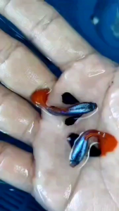 Live Guppy Fish Pair – Colorful Blue & Red Tail | Easy Care Aquarium Fish | Premium Decorative Pet Fish✨【观赏孔雀鱼 · 精品对版】✨