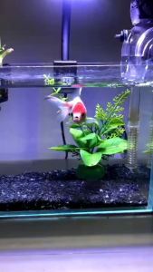 Bể cá thủy tinh mini để bàn kt 20x12x15cm.thả cá betta và các loại cá cảnh nhỏ