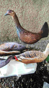 ( bisa cod) JONTROT BER BURU / JONTROT BONEKA WALIK KUKUR BLIBIS MANDAR AYAM SINTAR PELAN / DEKOY PEMIKAT berbahan spon tebal dan awet