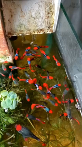 Guppy Koi Tuxedo 1 Pair