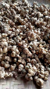 kencur segar tua 1 kg