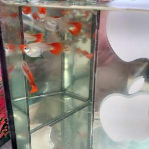 NICE GUPPY “RED KOI ”Breed(Buy/Get 3 pairs) for new breeders