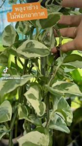 พลูงาช้าง ไม้ฟอกอากาศ 5“ กอแน่นๆ