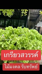 ต้นเกรียวสวรรค์ ไม้มงคล ไม้แดด ทนทานเลี้ยงง่าย