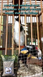 กระซ่า เปลือกหอยเกร็ด ขนาด 1.5 kg อาหารเสริมแคลเซียมสำหรับนก ทุกสายพันธุ์ ไม่ผสมปูนขาวไม่ผสมแป้งไม่ผ่านความร้อน เป็นแหล่งแคลเซียมชั้นยอดจากธรรมชาติ ช่วยสร้างความแข็งแรงให้กับสัตว์ปีก