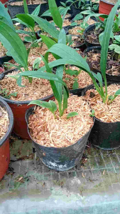 Necktie Anthurium Seedlings: A Guide to Growing & Caring