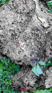 ยากำจัดปลวก อิมิไซด์ 50เอสซี ของแท้ ไม่ใช่ผลิตภัณฑ์ของจีน มีเอกสารครบ มีผลทดสอบ GMP ISO MIT MSDS COA มีทะเบียนปศุสัตว์