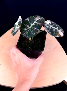 Reginula Black Velvet Pink Variegataโทนสีดำ ส่งแบบต้นอนุบาลลุ้นด่างจากสายพันธุ์ด่าง กระถาง 2-3นิ้ว