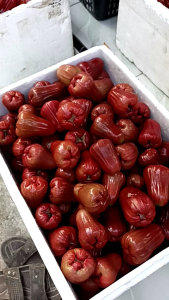 Paket Super Hemat Bibit Jambu Air Citra Cangkok Isi 2