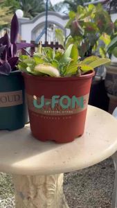 Gallon Flower Pot Flower Pot Drain Design Gardening Flower Plastic Pot Root Control Pot Resin Plastic