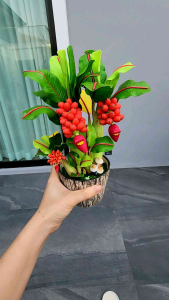 ต้นกล้วย ต้นกล้วยเสริมบารมี ต้นไม้มงคล ขนาดสูง 9 นิ้ว