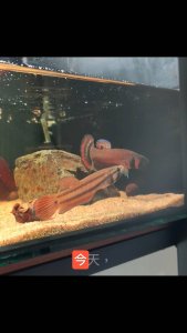 BETTA MARCOSTOMA (Pairs Fish)