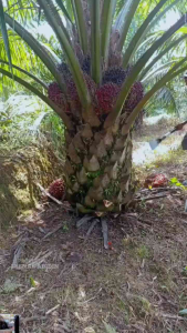 DODOS SAWIT CAP CROCODILE ALAT BERKEBUN SAWIT ALAT PEMANEN SAWIT