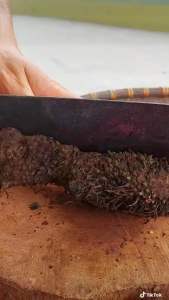 Nhục thung dung (củ giống)