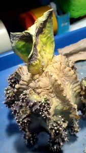 ที่คว้านแกนตอ ใช้ง่าย จับถนัดมือ