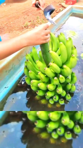 ALAT PENYISIR BUAH PISANG TERBARU TAJAM DARI BESI BAJA ASLI