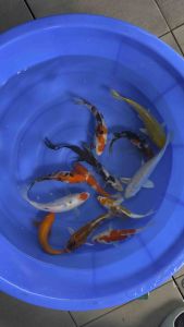 Japan koi local breed 5”-6.5” super high grade 12pcs Christmas Combo B with 1pc kohaku long fin bonus at 1588 only  + free gifts