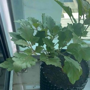 ดินปลูกผัก สูตรปลูกในกระถาง ปลอดสารเคมี ผสมพร้อมปลูก ผักกินใบ ผักกินผล