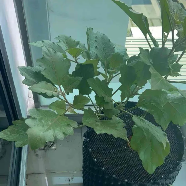 ดินปลูกผักปลอดสารเคมีสำหรับปลูกในกระถาง