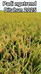 Benih Bibit Padi KHARISMA Gabah Super Kualitas Unggul Kemasan 1kg