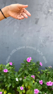 Paket 4 Pcs Dres Monalisa Usia 1-6 Th: Dres Anak Perempuan Berkualitas