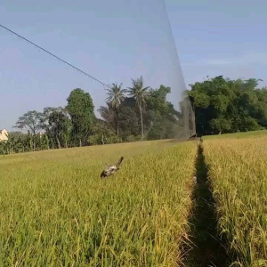 jaring burung hitam lebar 5 meter panjang 90 meter bonus tali untuk burung emprit dll