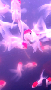 Imported Red Cap Goldfish/Ornamental fish/Freshwater/Readystock