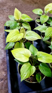 บุษราคัมฟลูมิ้น ต้นใหญ่ กระถาง 5 นิ้ว