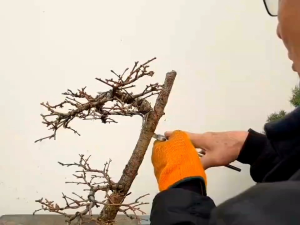Alat Bonsai Catok Pemecah Batang Maxwan Stenlis Made in China 21 cm