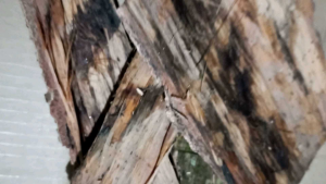 jual kulit salam segar 300 grm