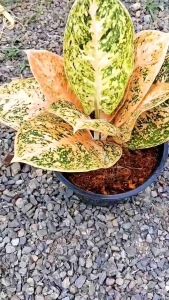 ต้นทรัพย์มงคลสีส้ม /ทรัพย์มงคลส้ม อโกลนีมา Aglonema Orange จัดส่งทั้งกระถาง 8นิ้ว