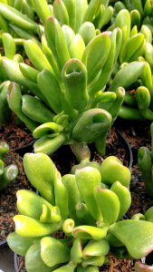 sukulen crasulla golum macaroni