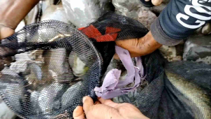 Kail Sidat Model Parrang Siap Pakai Bahan Dari Baja Hitam Senar Tiga Lapis