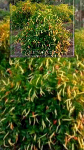 เมล็ดพันธุ์พริกเหลืองพัทลุง300 เมล็ด 39 บาท