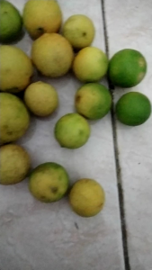 Buah jeruk mipis 1 kg