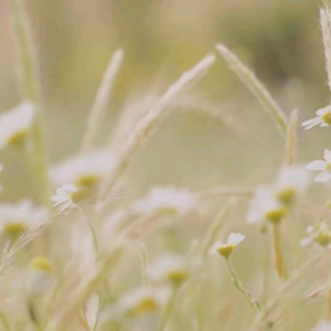 สมุนไพร35ชนิด เทียนถัง ขนาด500มล. ดูแลภูมิคุ้มกัน กรดไหลย้อน 100%จากธรรมชาติ ดื่มสันละ1ครั้ง อย่างต่อเนื่อง หลายอาการที่น่าห่วง