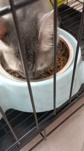 SNIFFLY GF Cat Food 1.5kg