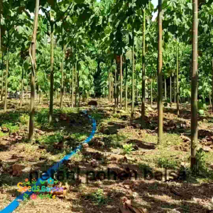 [TERLARIS] BIJI/BENIH TANAMAN POHON BALSA PUTIH